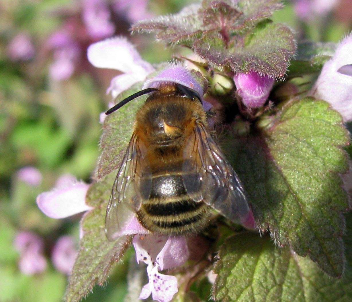 Anthophora sp.